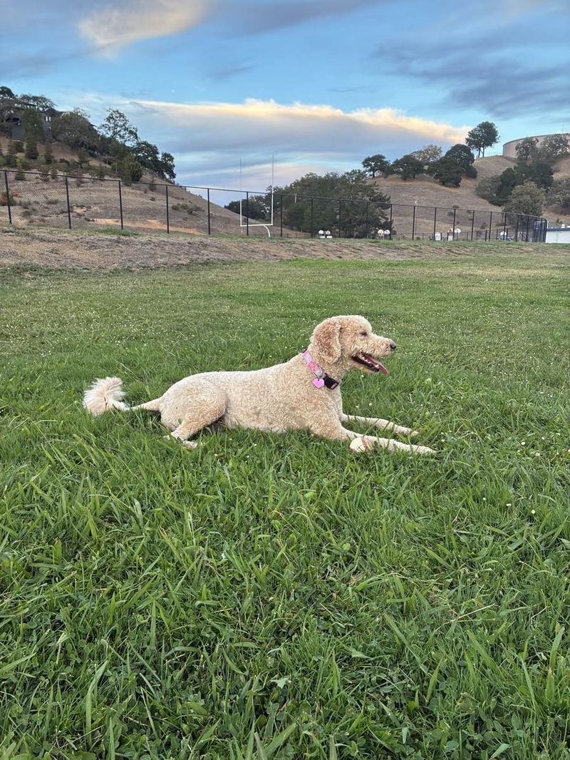 Callie lying on a grassy hillside field under a golden-hour sky
