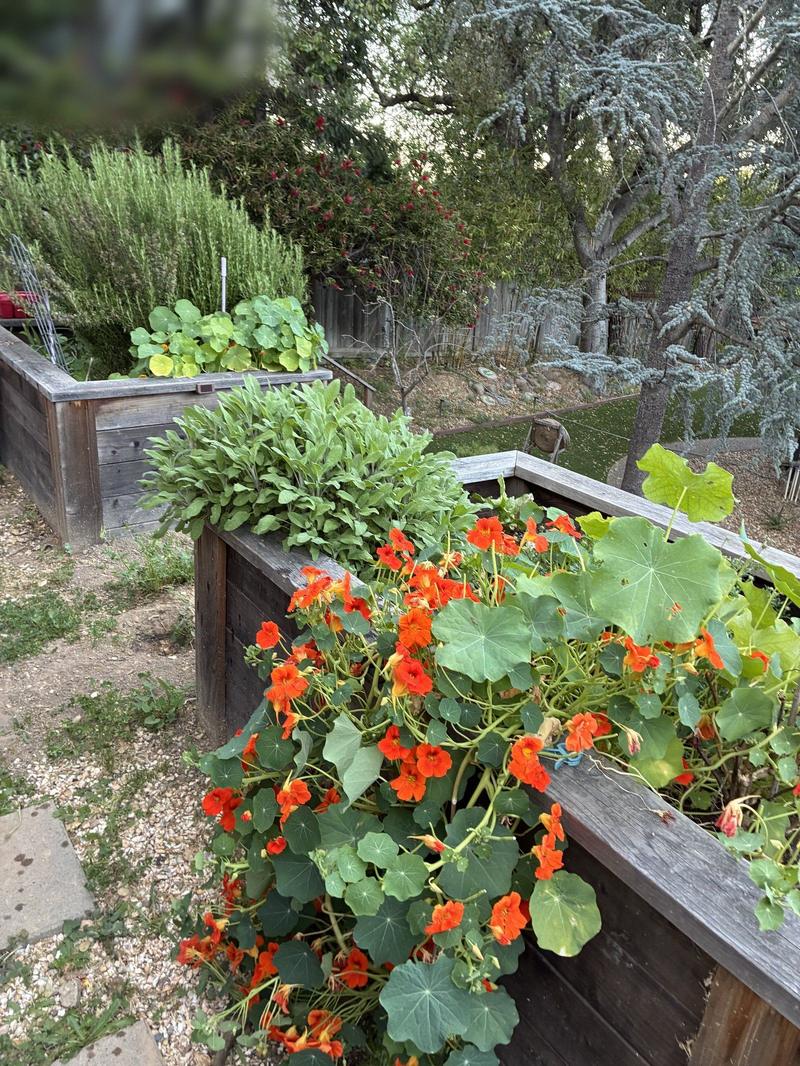 Orange nasturtiums, sage and rosemary in raised beds under a blue cedar.