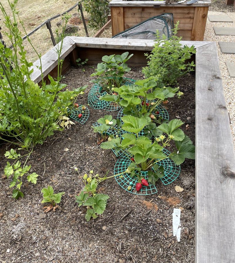 Strawberry plants with ripening red berries in a raised bed.